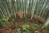 大和 宇陀松山城の写真