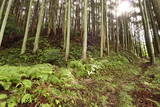 大和 檜牧城の写真