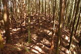 大和 檜牧城の写真