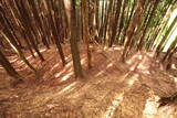 大和 檜牧城の写真