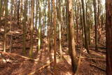 大和 檜牧城の写真
