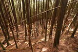 大和 檜牧城の写真
