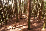 大和 檜牧城の写真