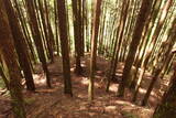 大和 檜牧城の写真