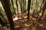 大和 檜牧城の写真