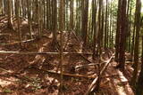 大和 檜牧城の写真