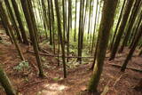 大和 檜牧城の写真