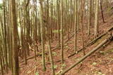 大和 檜牧城の写真