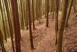 大和 檜牧城の写真