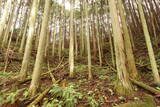 大和 檜牧城の写真