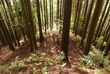大和 檜牧城の写真