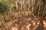 大和 平井城の写真