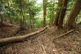 大和 広瀬山城の写真