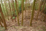 大和 広瀬山城の写真