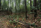 大和 貝吹山城の写真