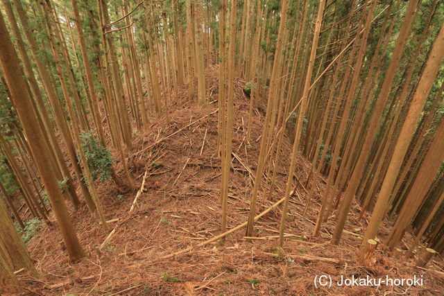 大和 掛城の写真