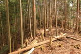 大和 掛城の写真