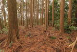 大和 掛城の写真