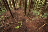 大和 上狭川城の写真