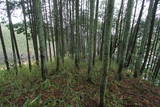 大和 庚申山城の写真