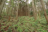 大和 大平尾城の写真