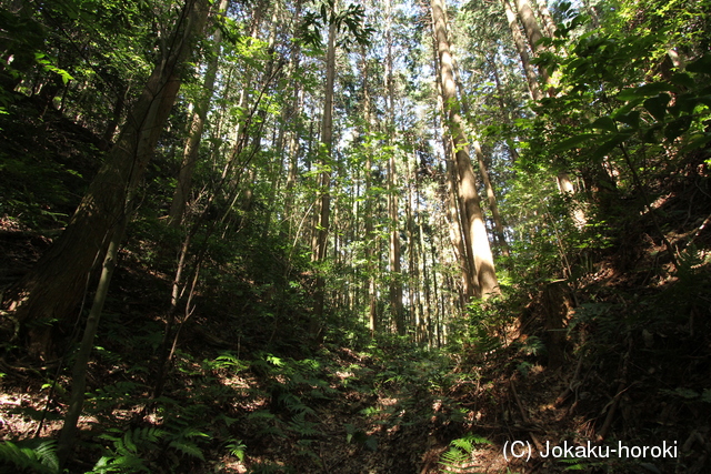 大和 龍王山城(北城)の写真