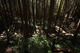 大和 龍王山城(北城)の写真