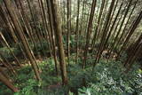大和 龍王山城(北城)の写真