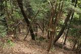 大和 龍王山城(南城)の写真