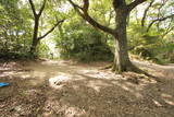 大和 信貴山城の写真