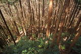 大和 信貴山城の写真