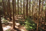 大和 信貴山城の写真