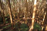 大和 信貴山城の写真