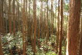 大和 信貴山城の写真