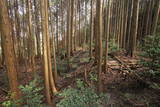 大和 信貴山城の写真
