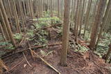 大和 信貴山城の写真