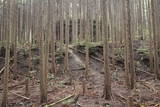 大和 信貴山城の写真