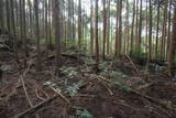 大和 信貴山城の写真