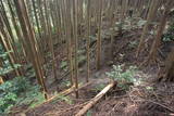 大和 信貴山城の写真