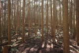 大和 信貴山城の写真