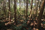 大和 信貴山城の写真