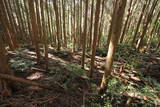 大和 信貴山城の写真