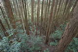 大和 信貴山城の写真