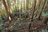 大和 信貴山城の写真