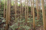 大和 信貴山城の写真