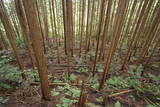大和 信貴山城の写真