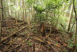 大和 信貴山城の写真