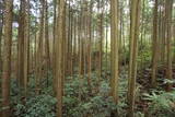 大和 信貴山城の写真