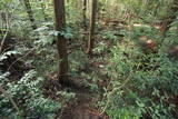 大和 信貴山城の写真