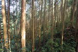 大和 信貴山城の写真